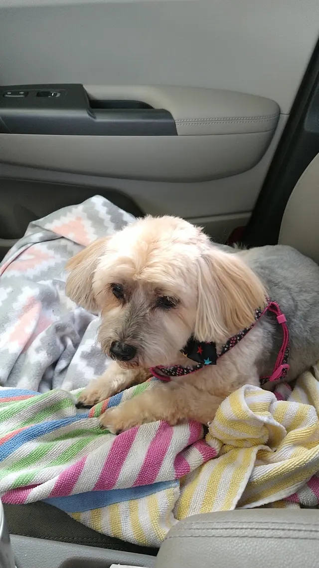 Monrovia Pet Boarding & Grooming — customer photo 5