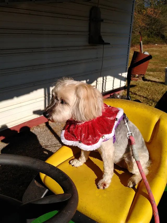 Monrovia Pet Boarding & Grooming — customer photo 8