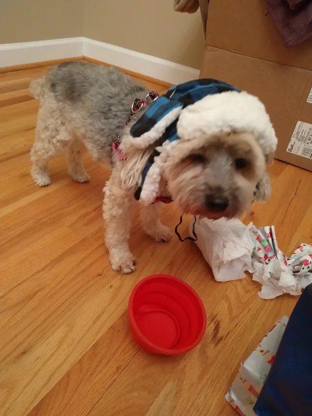 Monrovia Pet Boarding & Grooming — customer photo 11
