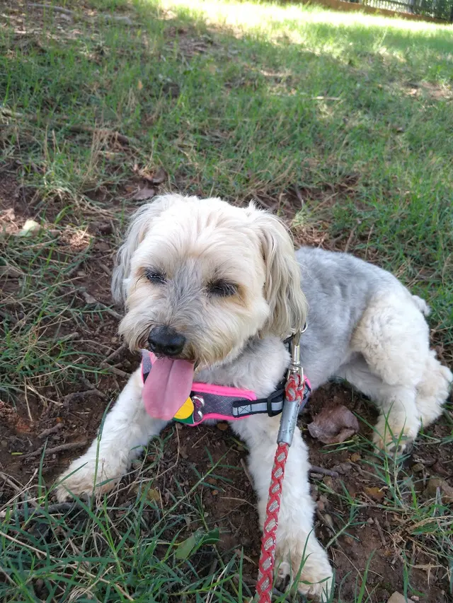 Customer photo of work by Monrovia Pet Boarding & Grooming, from donna collier's review