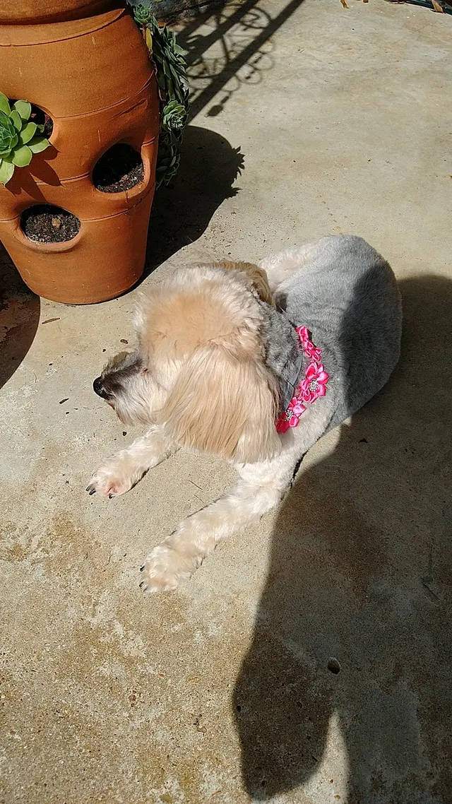 Customer photo of work by Monrovia Pet Boarding & Grooming, from Donna Collier's review