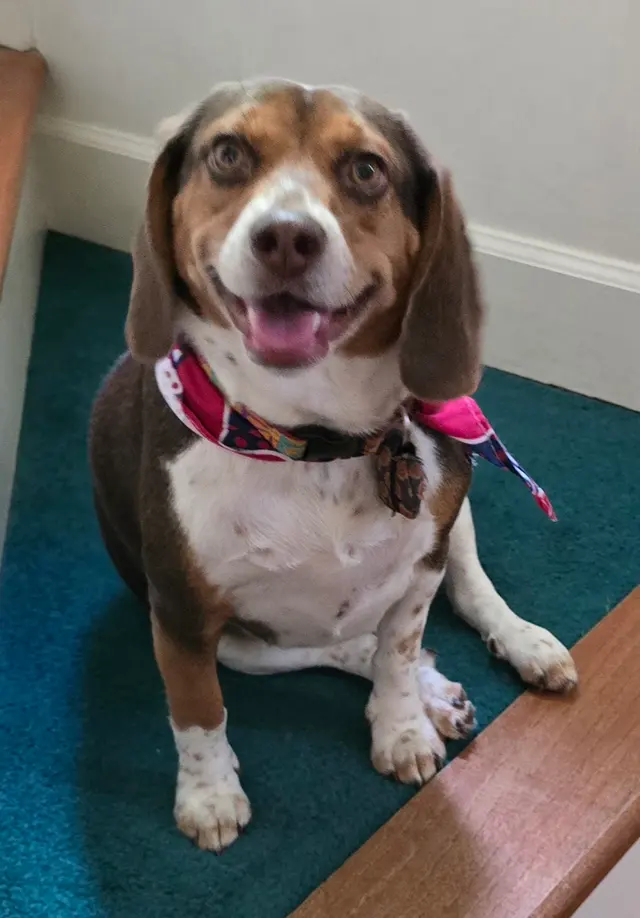 Customer photo of work by Monrovia Pet Boarding & Grooming, from Cheryl Pierce's review