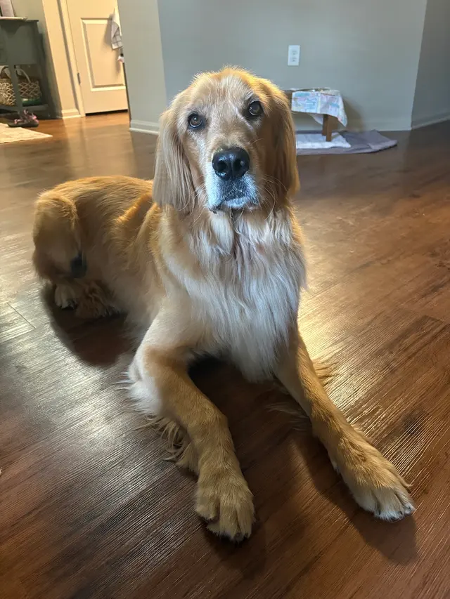 The Ark Pet Spa & Hotel - Madison — customer photo 6