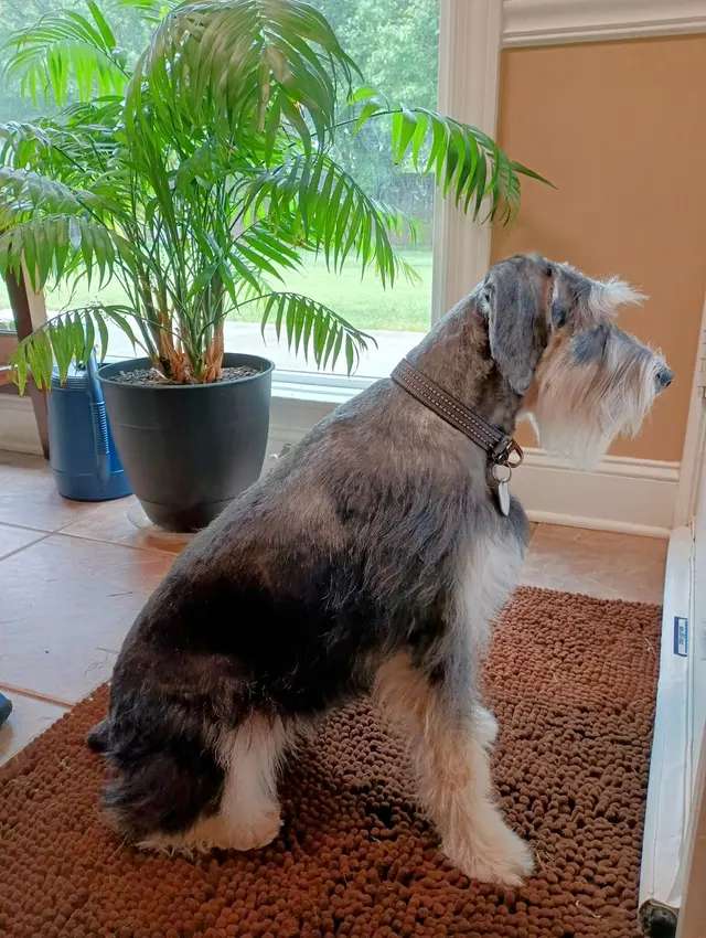 The Ark Pet Spa & Hotel - Madison — customer photo 5
