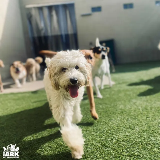 The Ark Pet Spa & Hotel - Madison — photo from the business 1
