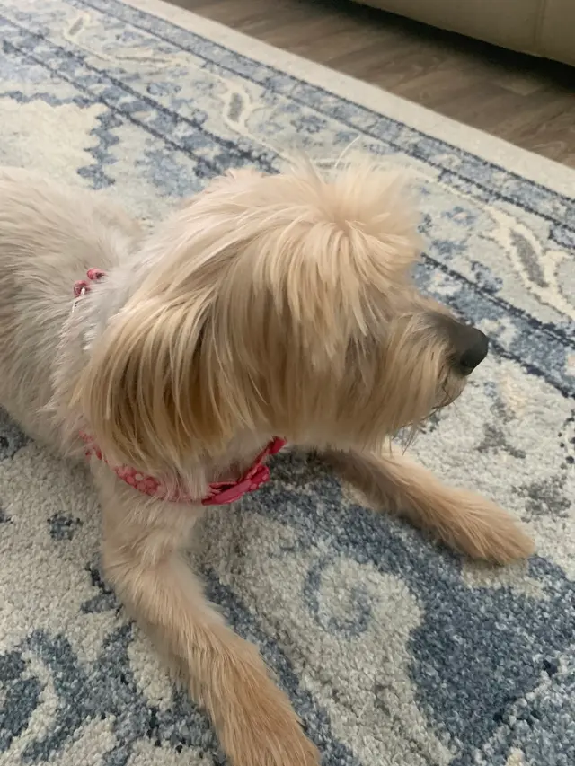 The Ark Pet Spa & Hotel - Madison — customer photo 12