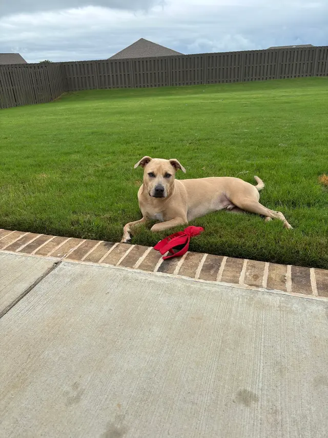 The Ark Pet Spa & Hotel - Madison — customer photo 3