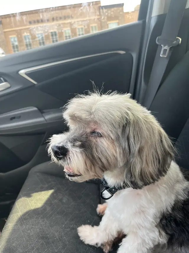 The Ark Pet Spa & Hotel - Madison — customer photo 10
