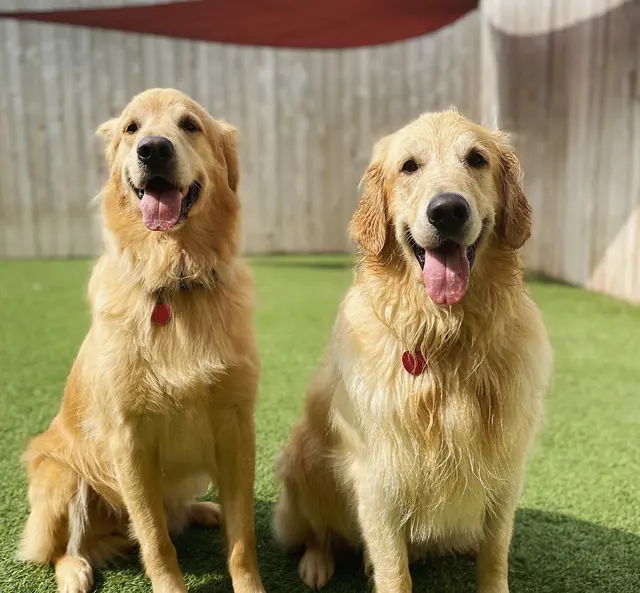 The Ark Pet Spa & Hotel - Madison — photo from the business 8