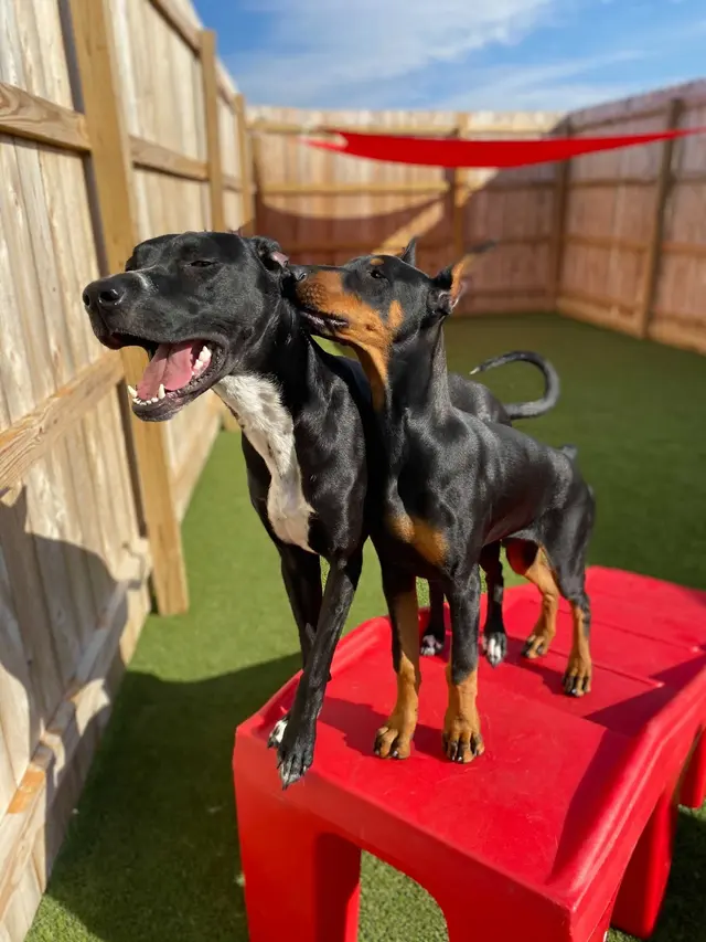 The Ark Pet Spa & Hotel - Madison — photo from the business 11