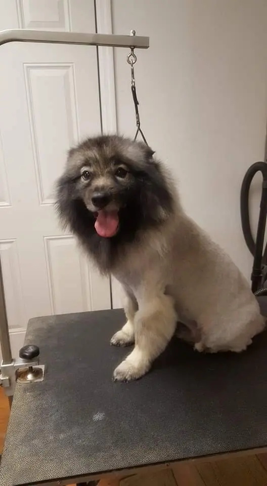 Jessica's Dog Grooming — customer photo 8