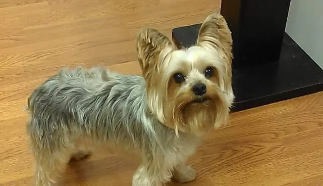Jessica's Dog Grooming — customer photo 1