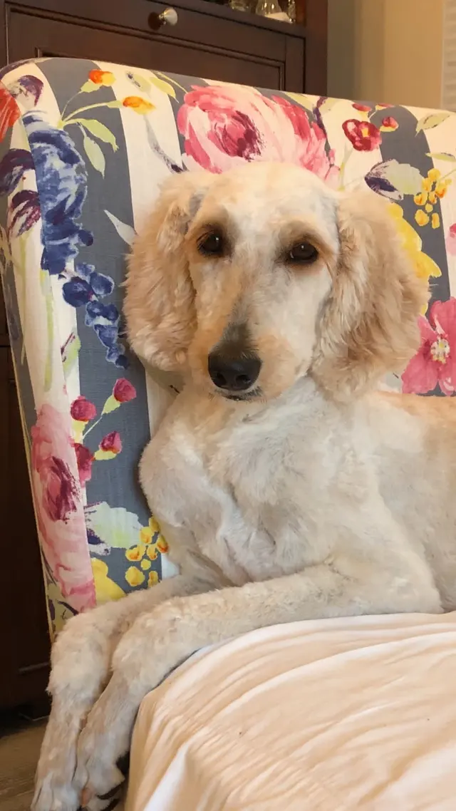 Jessica's Dog Grooming — customer photo 9