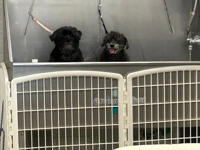 Jessica's Dog Grooming — customer photo 7