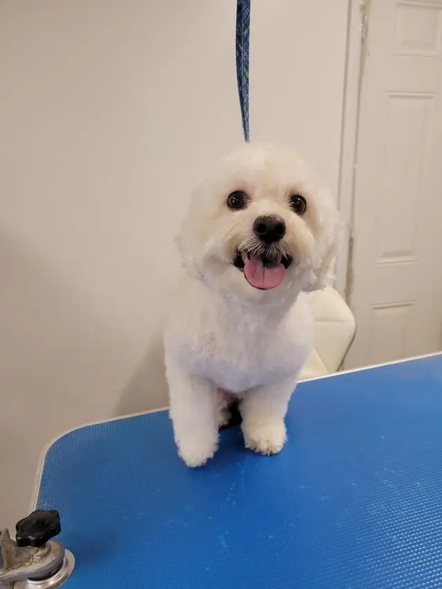 Jessica's Dog Grooming — customer photo 2