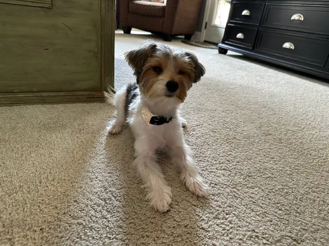 Jessica's Dog Grooming — customer photo 4