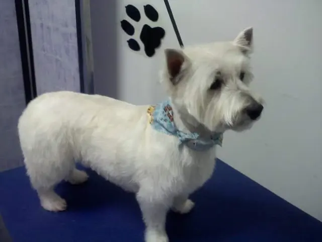 Jessica's Dog Grooming — customer photo 5