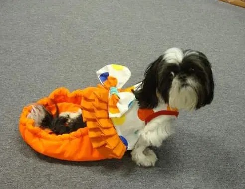 Jessica's Dog Grooming — customer photo 6