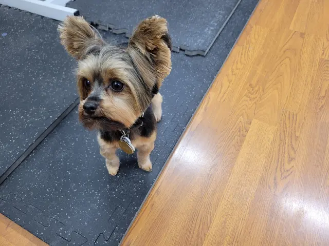 Jessica's Dog Grooming — customer photo 12