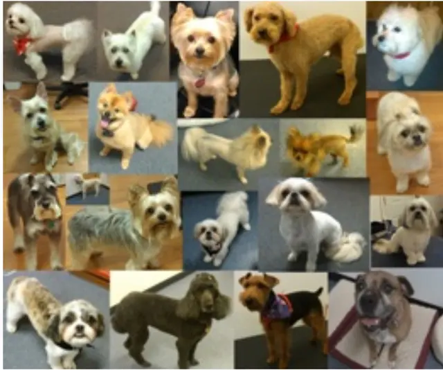 Jessica's Dog Grooming — photo from the business 11