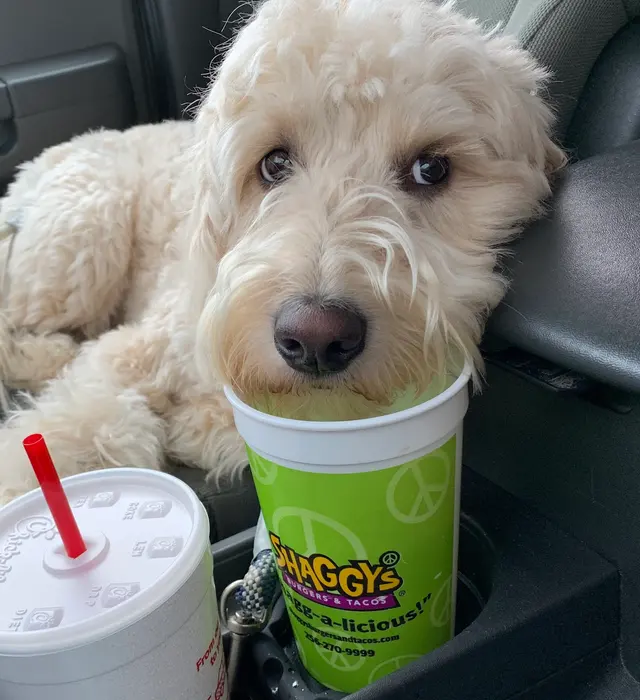 Pet Supplies Plus Madison — customer photo 8