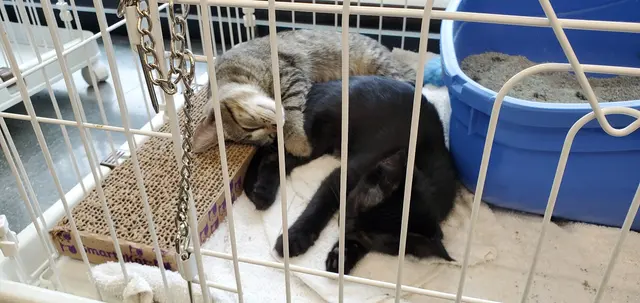 Pet Supplies Plus Madison — customer photo 11