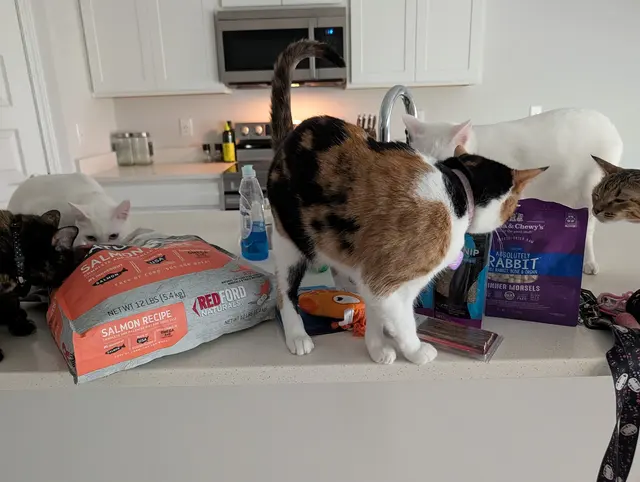 Pet Supplies Plus Madison — customer photo 12
