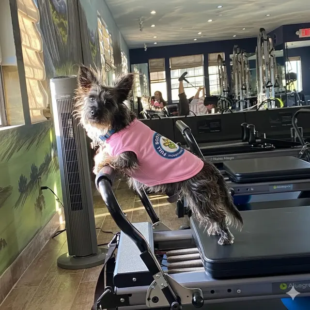 Full Body Pilates & Movement Therapy — photo from the business 7