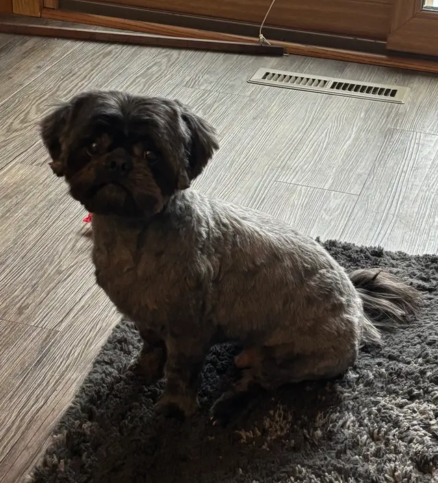 GG's Grooming Salon — customer photo 10