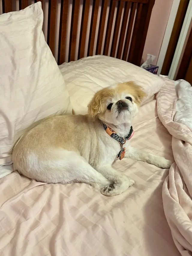GG's Grooming Salon — customer photo 8