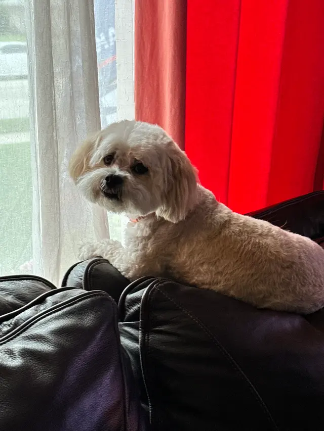 GG's Grooming Salon — customer photo 11