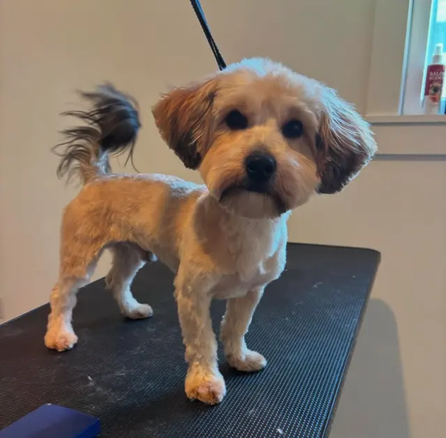 GG's Grooming Salon — customer photo 4
