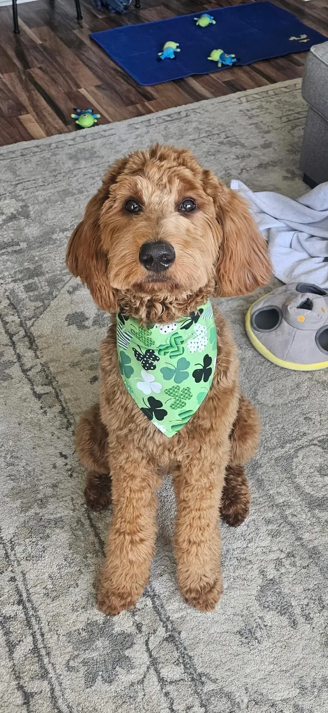 GG's Grooming Salon — customer photo 2