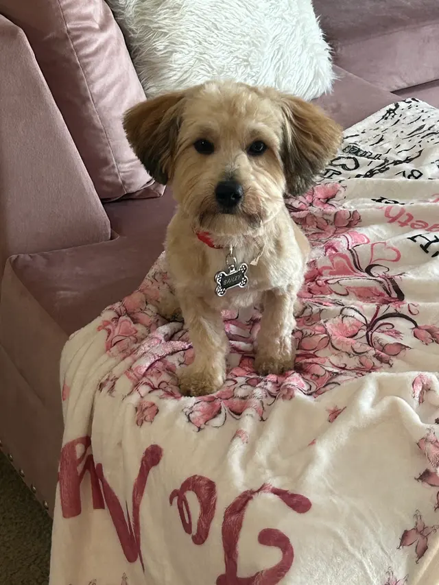 GG's Grooming Salon — customer photo 6