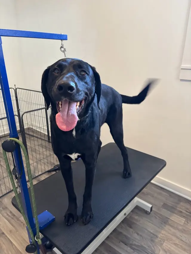 Customer photo of work by GG's Grooming Salon, from Caleb Perrin's review