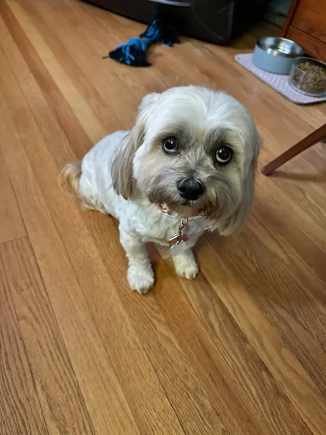 GG's Grooming Salon — customer photo 5