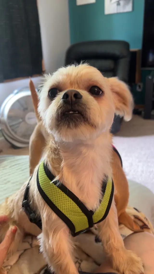 GG's Grooming Salon — customer photo 12