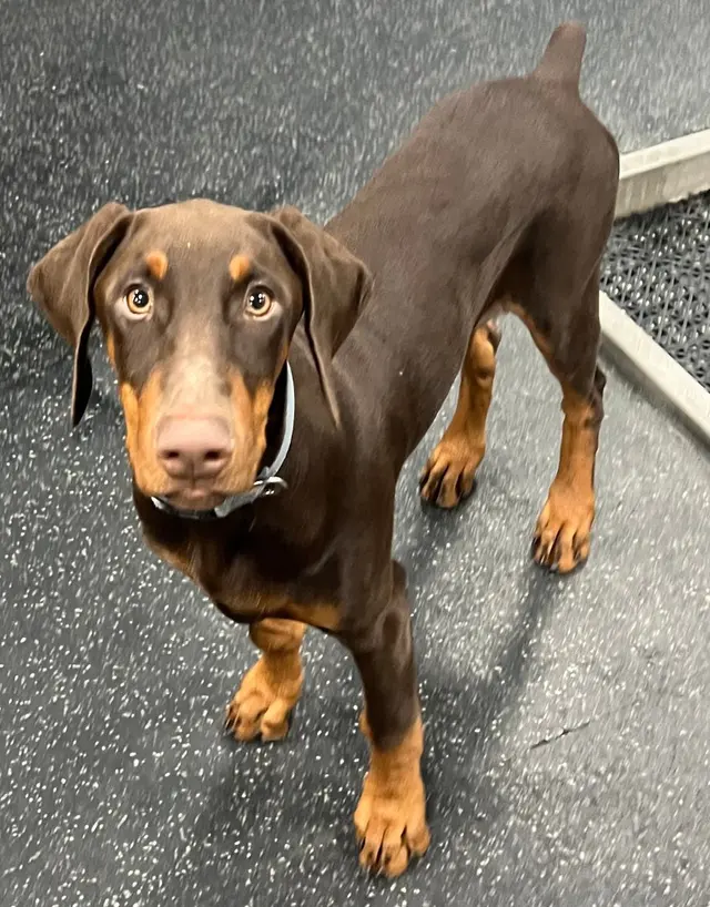 Dogtopia of Milwaukee East Side — photo from the business 9