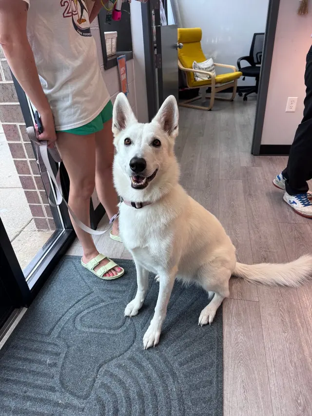 Dogtopia of Milwaukee East Side — photo from the business 3