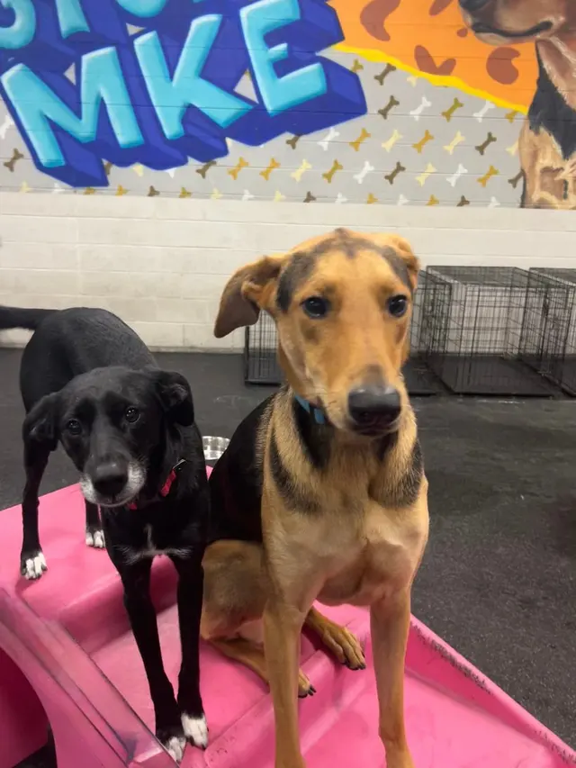 Dogtopia of Milwaukee East Side — photo from the business 5