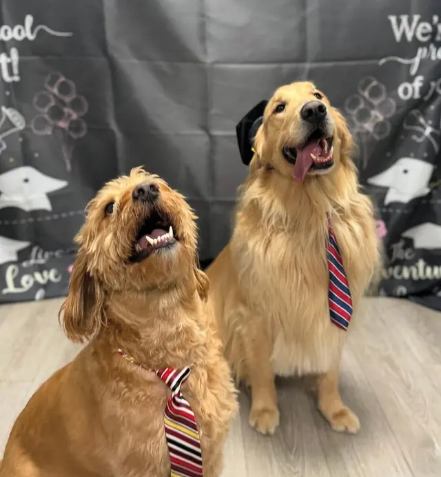 Dogtopia of Milwaukee East Side — photo from the business 4