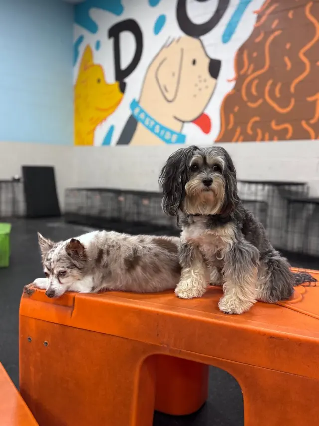 Dogtopia of Milwaukee East Side — photo from the business 1