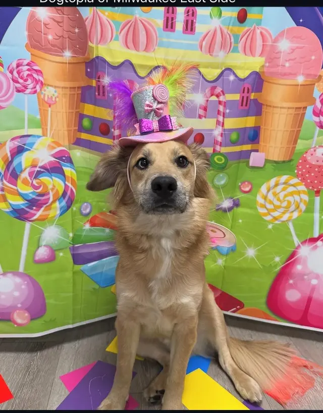 Dogtopia of Milwaukee East Side — photo from the business 10