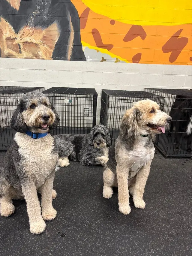 Dogtopia of Milwaukee East Side — photo from the business 7
