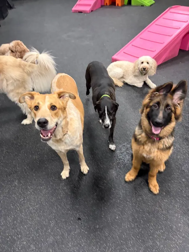Dogtopia of Milwaukee East Side — photo from the business 11