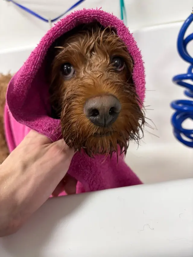 Dogtopia of Milwaukee East Side — photo from the business 12