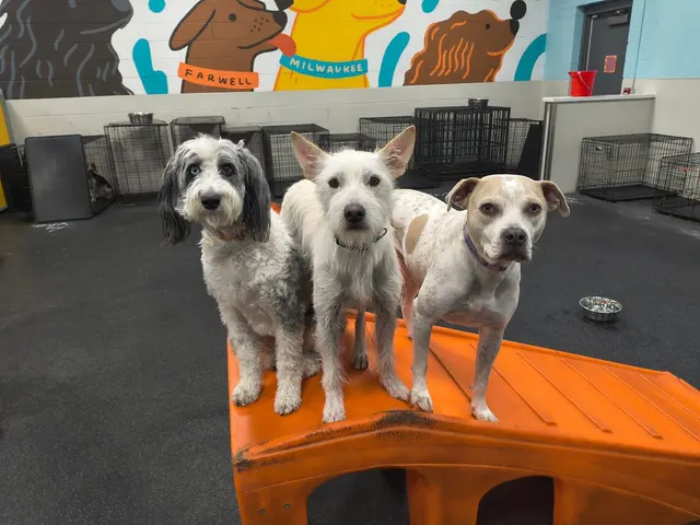 Dogtopia of Milwaukee East Side — photo from the business 8
