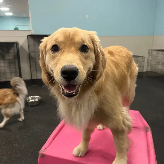 Dogtopia of Milwaukee East Side — photo from the business 2