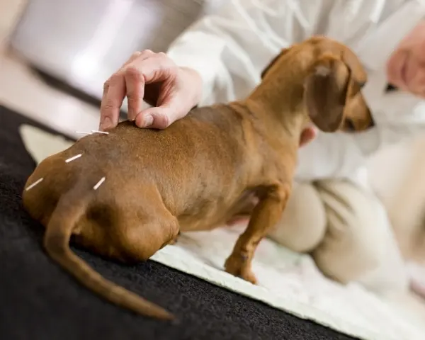 AcuVetDoc Veterinary Reproduction & Animal Care Wellness Clinic — customer photo 6