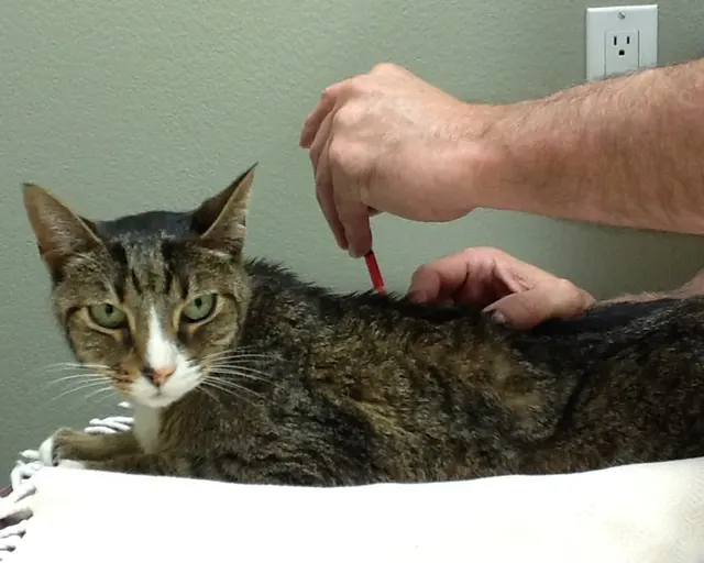AcuVetDoc Veterinary Reproduction & Animal Care Wellness Clinic — photo from the business 9